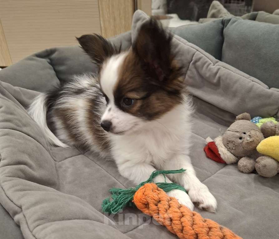 Собаки в Оренбурге: щенки папийона Девочка, 85 000 руб. - фото 3