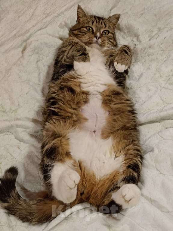 Кошки в Кудрово: Уютная Ариша - это самая комфортная кошечка для семьи Девочка, Бесплатно - фото 2