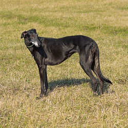 Русская хортая борзая