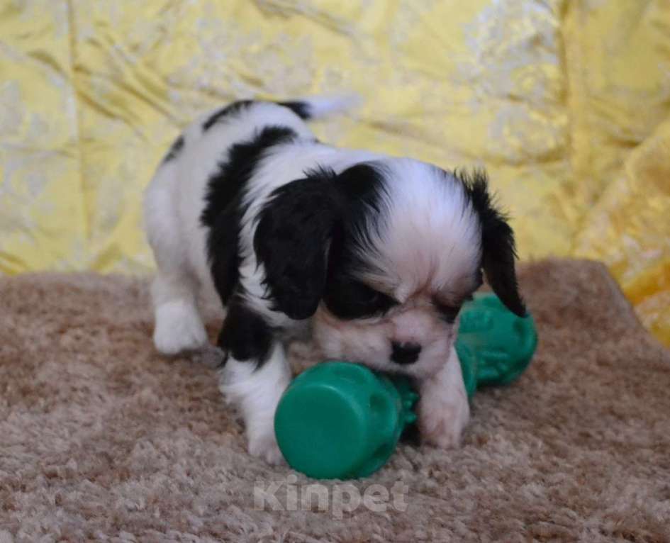 Собаки в Ореховом-Зуево: Настоящая Леди Девочка, 90 000 руб. - фото 1