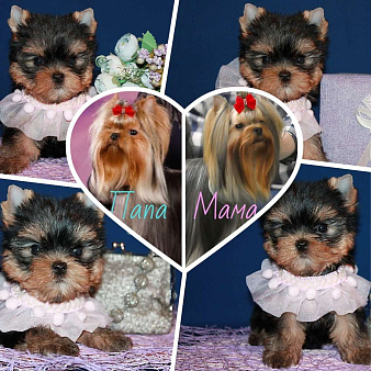 Небольшая девочка, Яркая красотка.