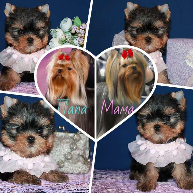 Собаки в Москве: Небольшая девочка, Яркая красотка. Девочка, 130 000 руб. - фото 1