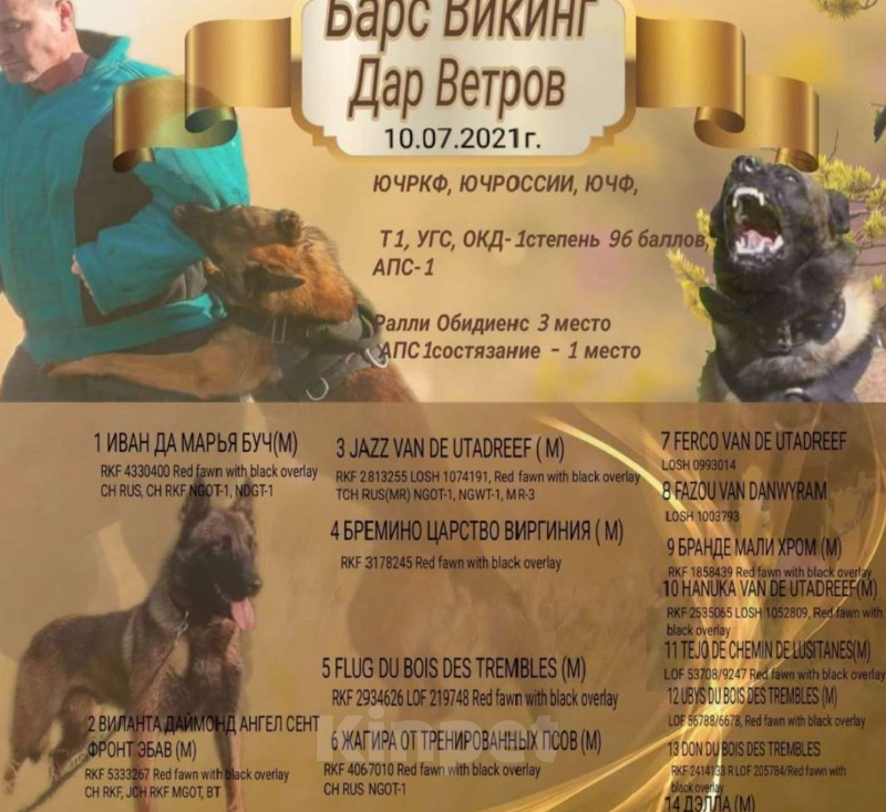 Собаки в Рыбинске: Кобель Малинуа для вязки Мальчик, 40 000 руб. - фото 2