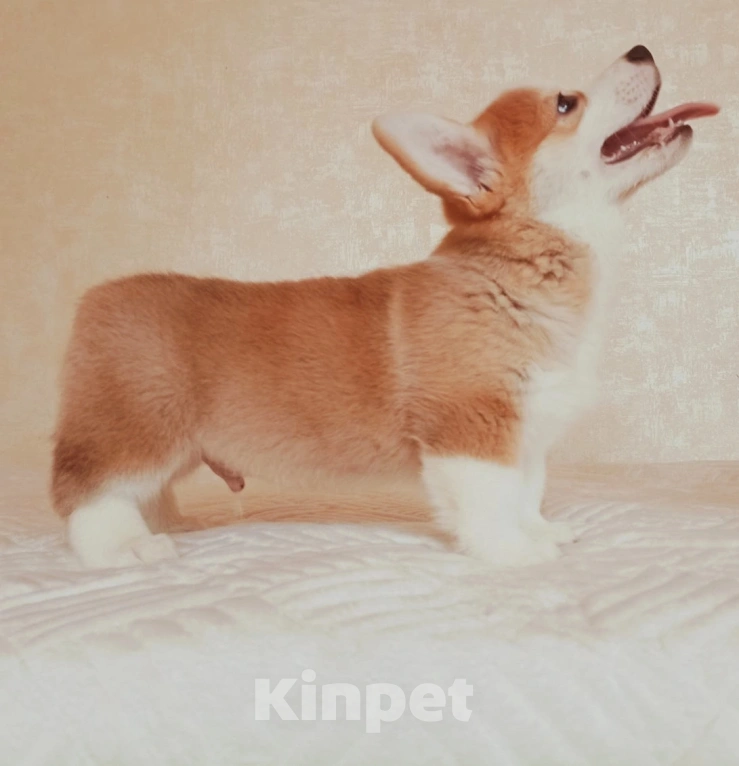 Собаки в Можайске: Вельш-корги пемброк Миллениум Аркобалено Мальчик, 70 000 руб. - фото 6