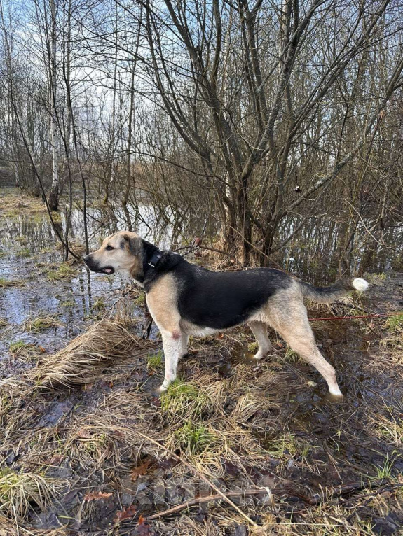 Собаки в Калуге: Крупная собака (лошадка) Хонда в добрые руки Девочка, Бесплатно - фото 4