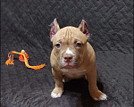 Собаки в Оренбурге: Американский булли щенки в типе покет Разнополые, Бесплатно - фото 3