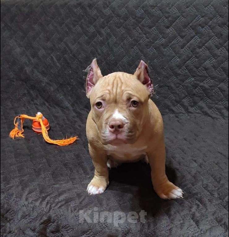 Собаки в Оренбурге: Американский булли щенки в типе покет Разнополые, Бесплатно - фото 3