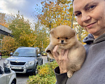 Собаки в Сосновом Бору: Миниатюрная девочка Жаклин ( РКФ) Девочка, 150 000 руб. - фото 4