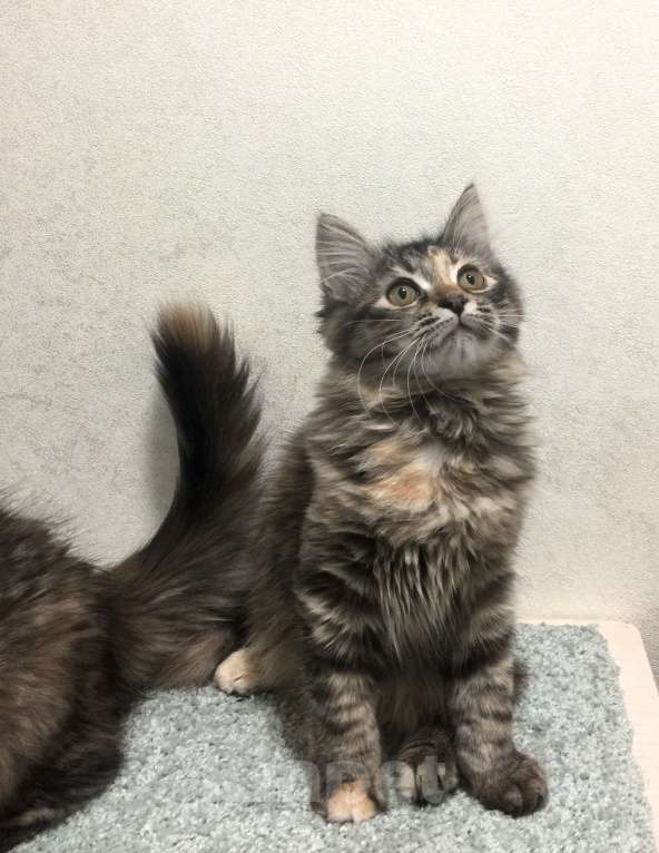 Кошки в Санкт-Петербурге: Сибирские котята Девочка, 45 000 руб. - фото 2