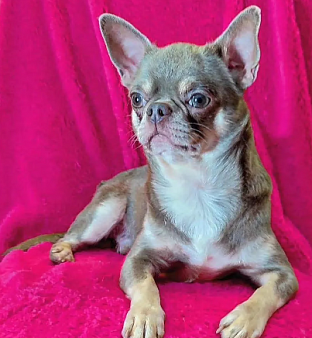 Кобель чихуахуа