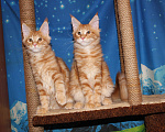 Кошки в Саратове: Котики мейн-кун Мальчик, 18 000 руб. - фото 3