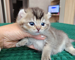 Кошки в Краснодаре: котик кинкалоу Мальчик, 40 000 руб. - фото 2