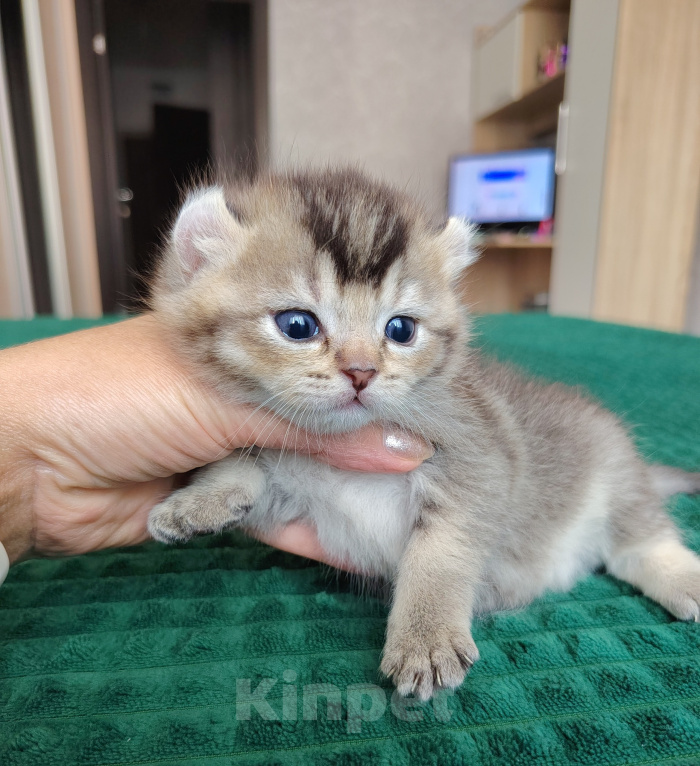Кошки в Краснодаре: котик кинкалоу Мальчик, 40 000 руб. - фото 2