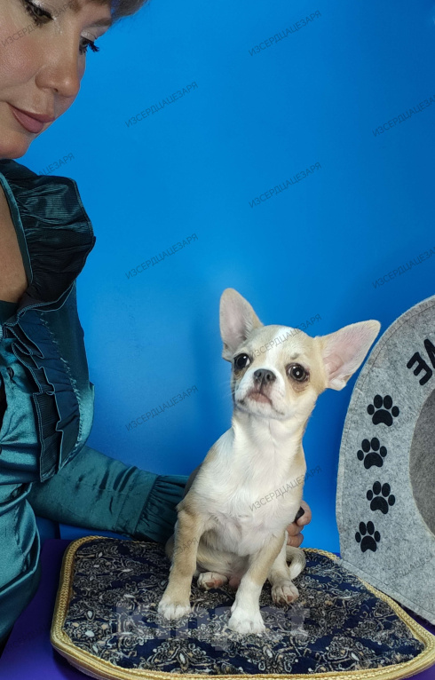 Собаки в Москве: Мальчик с голубеньким носиком Мальчик, 20 000 руб. - фото 2