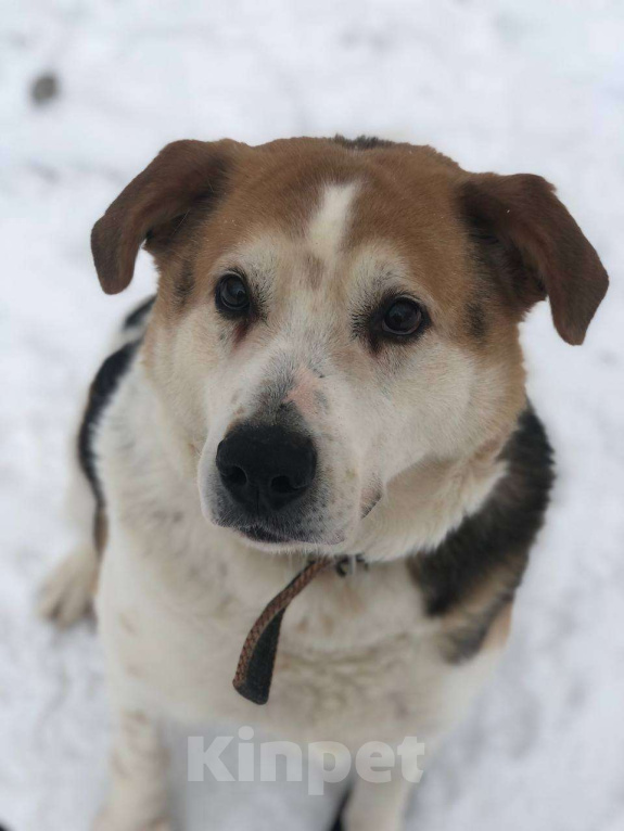 Собаки в Москве: Очаровательный бывшедомашний Варяг заждался свою семью Мальчик, Бесплатно - фото 5