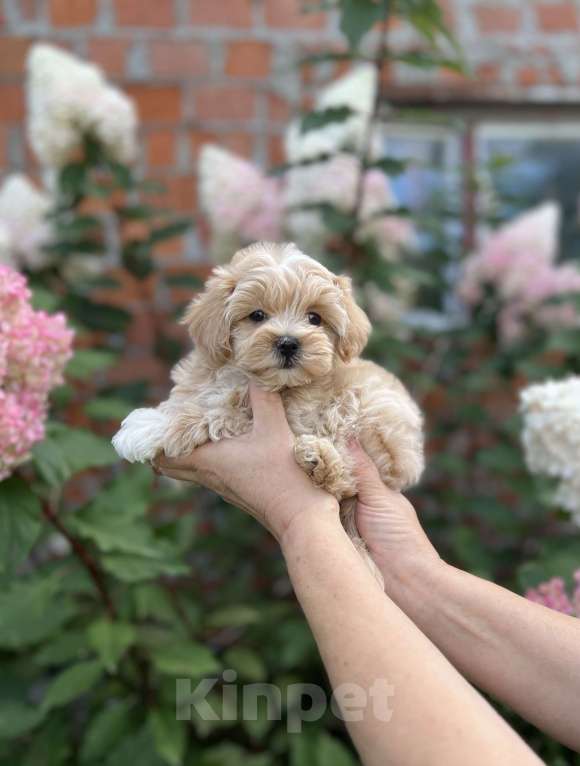 Собаки в других городах Московской области: Девочка мальтипу f1 Девочка, 150 000 руб. - фото 2