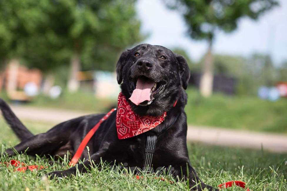 Собаки в Москве: Дружелюбный Неро ищет дом и семью! Мальчик, Бесплатно - фото 7
