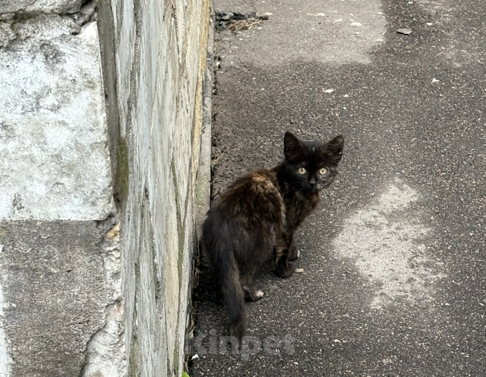 Кошки в Санкт-Петербурге: Котенок ищет семью. Девочка, Бесплатно - фото 2