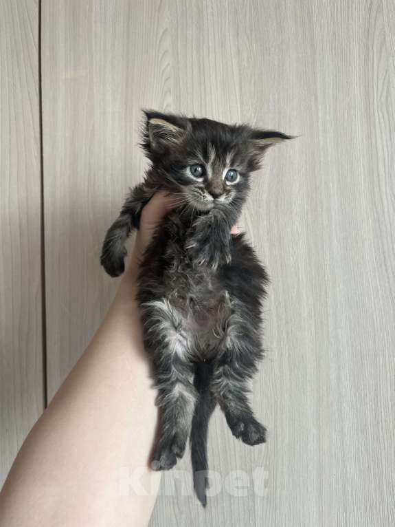 Кошки в других городах Брянской области: Мальчик  Мальчик, 6 000 руб. - фото 2