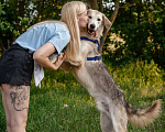 Собаки в Волоколамске: Ласковый мальчишка в поисках дома Мальчик, Бесплатно - фото 5