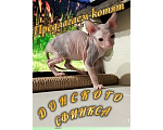 Кошки в Иркутске: Предлагаем котят донского сфинкса Девочка, 18 000 руб. - фото 1