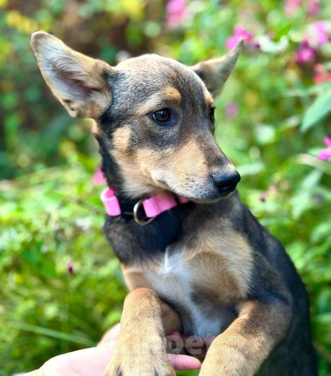 Собаки в Москве: Маленькая принцесса Рита с умными глазами в поисках своего дома Девочка, 1 руб. - фото 4