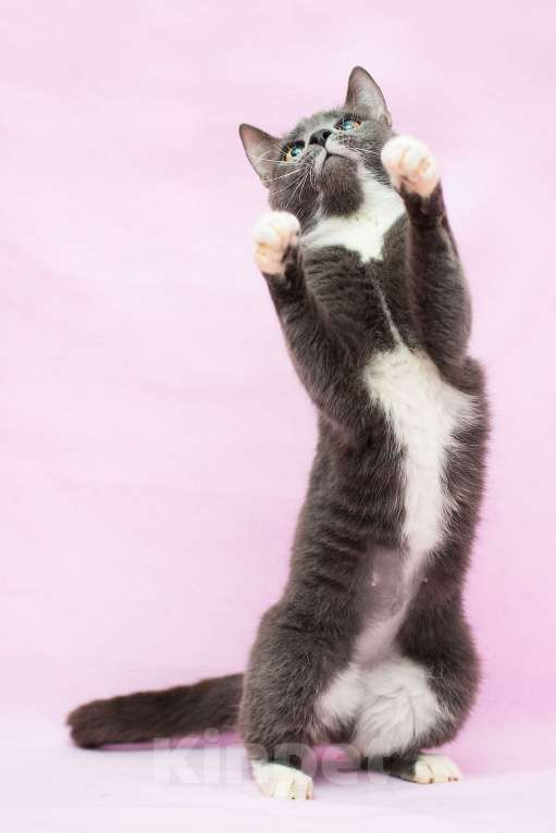 Кошки в Москве: Мудрая кошка Услада Девочка, Бесплатно - фото 3