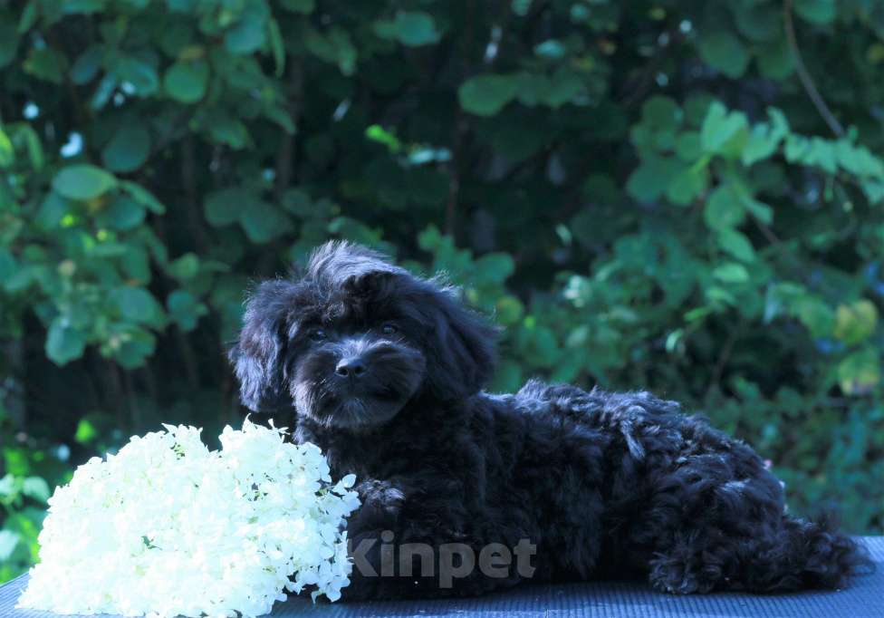 Собаки в Москве: мальтипу Ф1 щенки Девочка, 90 000 руб. - фото 3