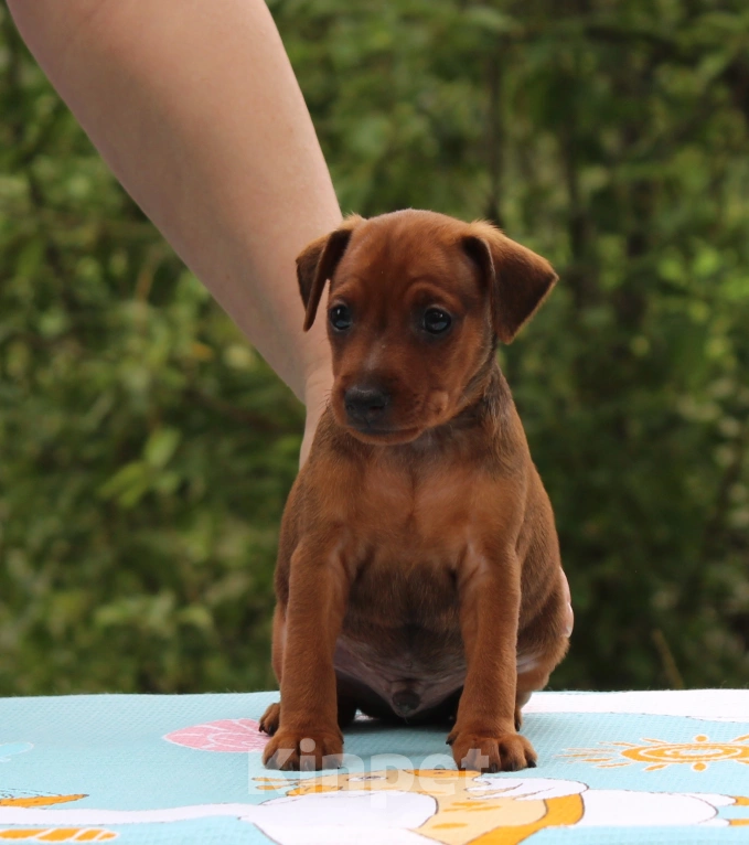 Собаки в Ярославле: Мальчик цвергпинчера  Мальчик, 50 000 руб. - фото 2