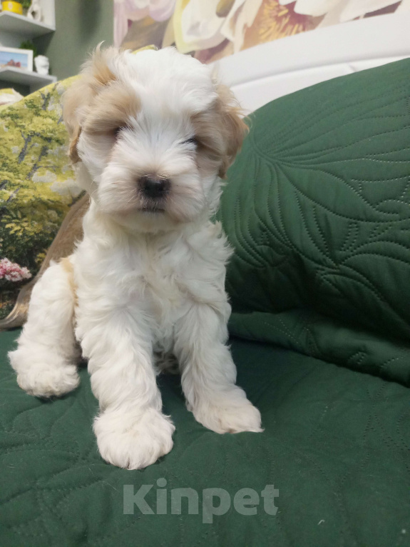 Собаки в Ногинске: Мой щенок- Подарок на Новый Год-Талисман Тибета на счастье Девочка, 75 000 руб. - фото 1