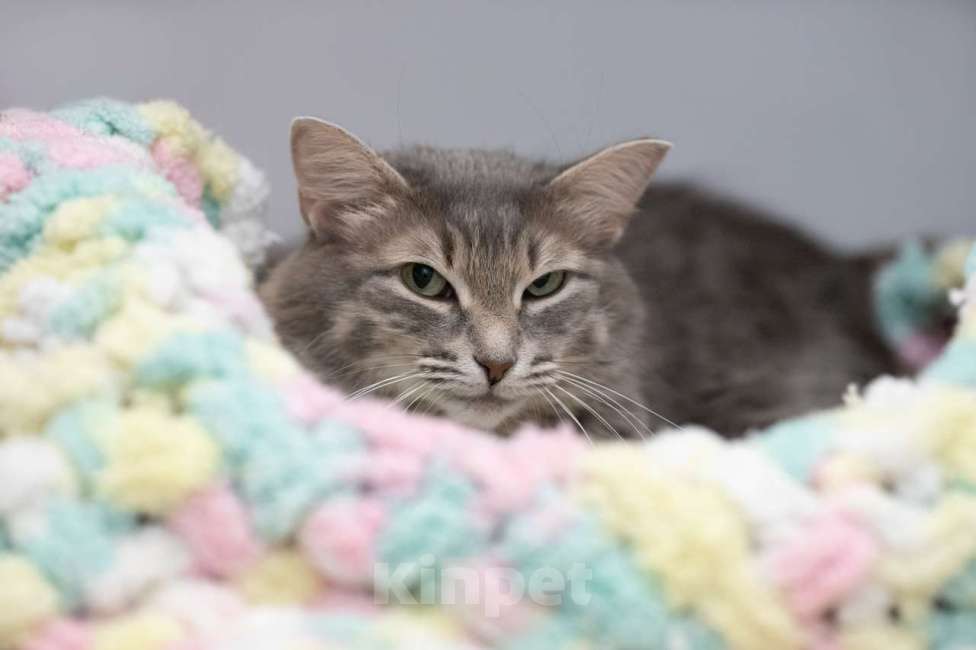 Кошки в Москве: Кошка Аферистка в добрые руки Девочка, Бесплатно - фото 8