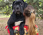 Собаки в Феодосии: Щенки Кане Корсо  Девочка, 50 000 руб. - фото 2