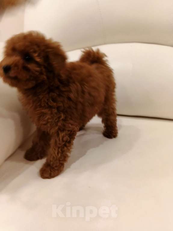 Собаки в Москве: Парень той-пудель РКФ. Мальчик, 100 000 руб. - фото 2