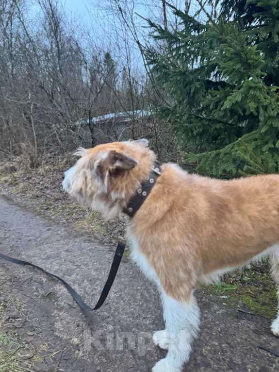Собаки в Санкт-Петербурге: Беляш и Рыжуля, два невероятных пса, очень ждут свой дом и человека. Мальчик, Бесплатно - фото 9