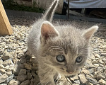 Кошки в Орле: Серый комочек Мальчик, Бесплатно - фото 2