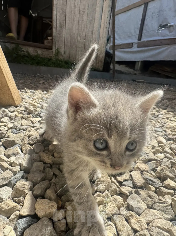 Кошки в Орле: Серый комочек Мальчик, Бесплатно - фото 2