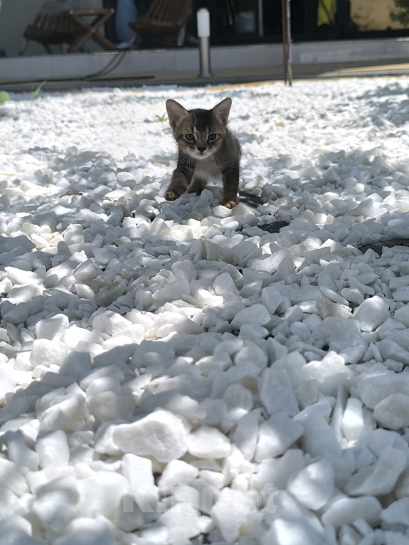 Кошки в Геленджике: Котята Чаузи Мальчик, 30 000 руб. - фото 2