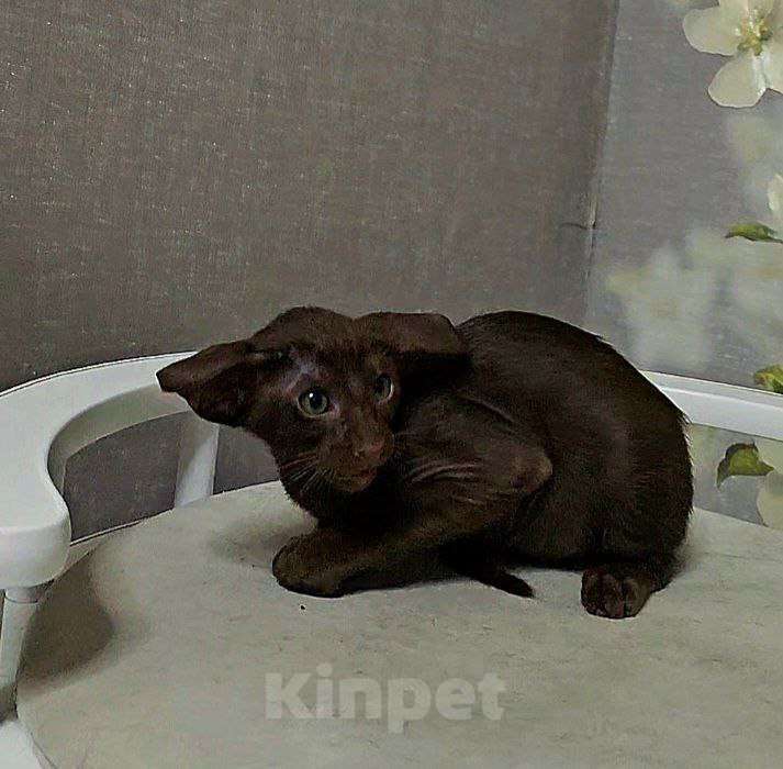 Кошки в Москве: Ориентальный экстрим мальчик Мальчик, Бесплатно - фото 2