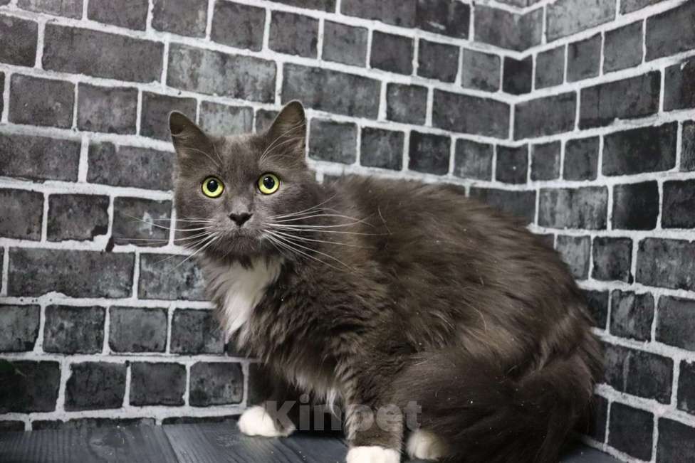 Кошки в Москве: Мягкий, пушистый, уютный кот - Пушистик Мальчик, Бесплатно - фото 5