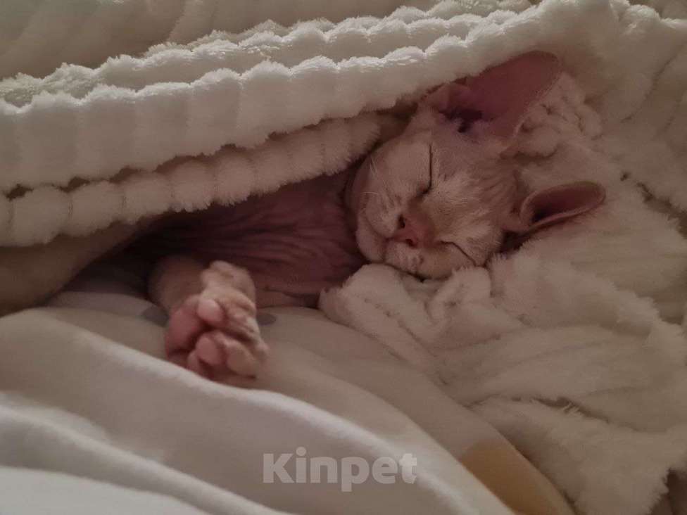 Кошки в Донецке: Продам котёнка породы Девон-рекс Мальчик, 50 000 руб. - фото 1