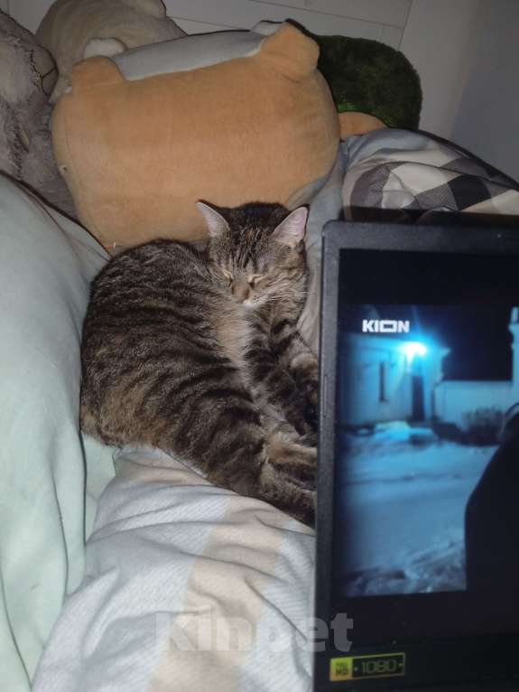 Кошки в Санкт-Петербурге: Отдам в добрые руки кошечку Девочка, Бесплатно - фото 2