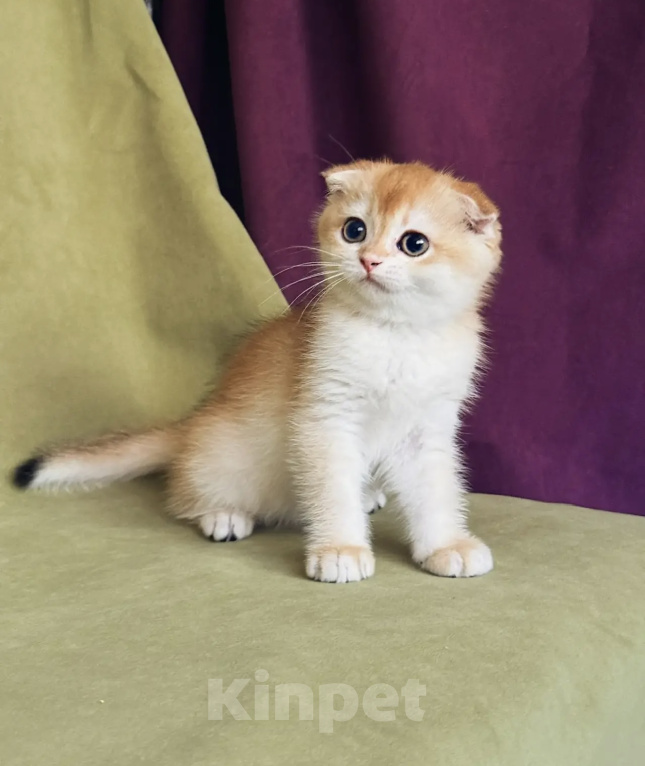 Кошки в Сочи: Шотландская кошечка Девочка, 35 000 руб. - фото 1