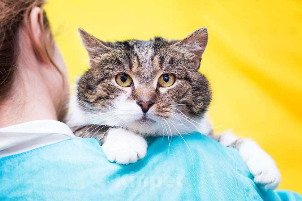 Кошки в Москве: Михал Михалыч желает укотовиться Мальчик, Бесплатно - фото 5