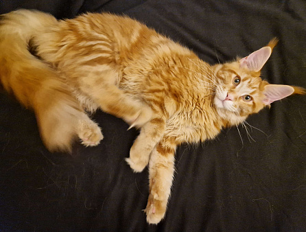 Пресненские котята породы мейн-кун. Арт