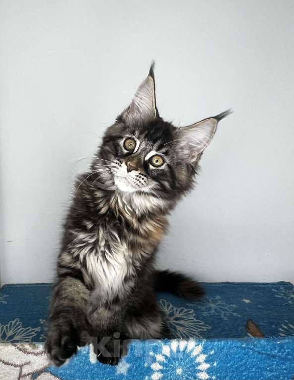 Кошки в Краснодаре: Котёнок Мейн Кун Полидакт Девочка, Бесплатно - фото 3