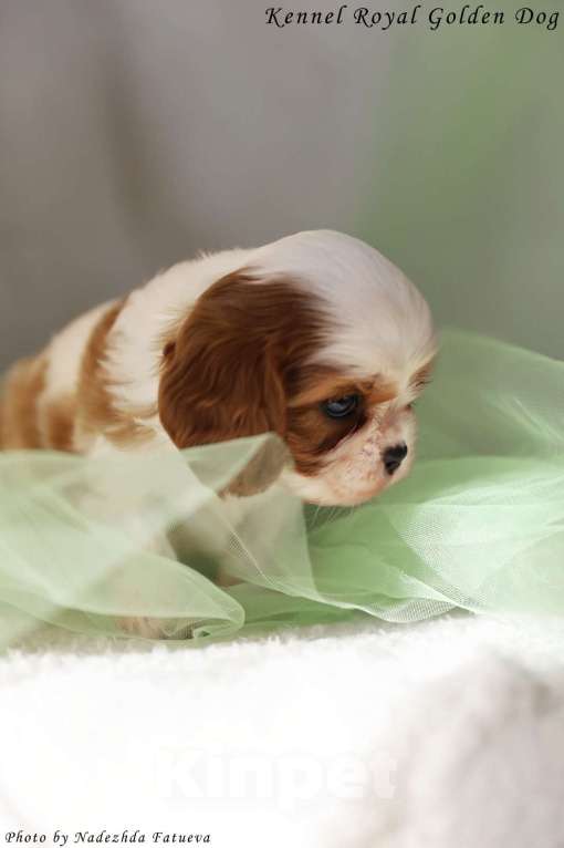 Собаки в Москве: Щенки кавалер Кинг Чарльз спаниель  Девочка, 100 000 руб. - фото 5