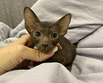 Кошки в Краснодаре: Ориентальный котенок Девочка, Бесплатно - фото 3