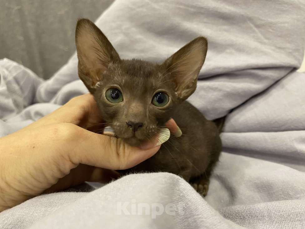 Кошки в Краснодаре: Ориентальный котенок Девочка, Бесплатно - фото 3