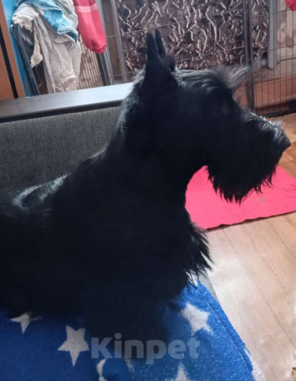 Собаки в Перми: Подрощенный породный щенок скотч терьера Мальчик, Бесплатно - фото 7