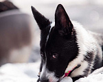 Собаки в Москве: Джипси невероятная обаяшка и хитрюшка Девочка, Бесплатно - фото 4
